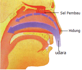 Diagram Hidung