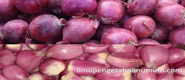 manfaat bawang merah dan kandungan gizi bawang merah