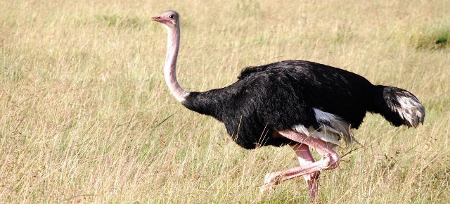 Mengapa Burung Unta tidak bisa Terbang (ostrich)