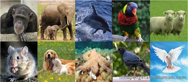 10 Binatang Terpintar di Dunia