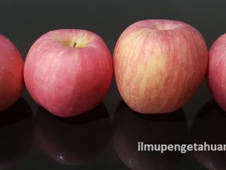 Kandungan Gizi Buah Apel dan Manfaat Buah Apel bagi Kesehatan