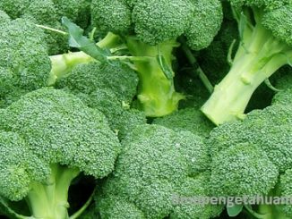Kandungan Gizi Sayur Brokoli dan Manfaat Sayur Brokoli bagi Kesehatan