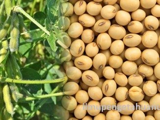 Kandungan Nutrisi Kacang Kedelai dan manfaatnya bagi kesehatan