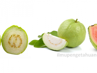 Kandungan Gizi Buah Jambu Biji (Guava) dan Manfaat Jambu Biji bagi Kesehatan