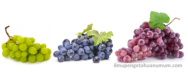 Kandungan Gizi Buah Anggur (Nutrisi Anggur) dan manfaat anggur bagi kesehatan