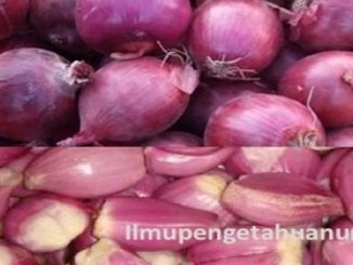 manfaat bawang merah dan kandungan gizi bawang merah