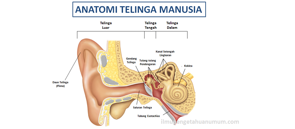 Anatomi Telinga dan Pendengaran beserta bagian-bagian telinga dan fungsinya