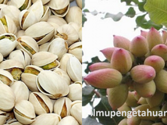 Manfaat Kacang Pistachio dan Kandungan Gizi Kacang Pistachio